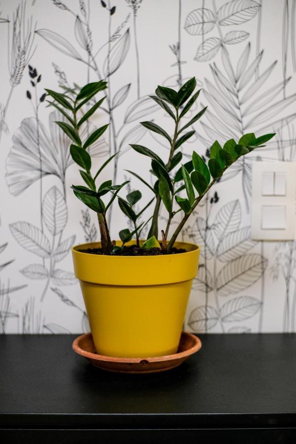 Studio Cocooning In Strasbourg & Help An Ecoproject ! Apartment Екстериор снимка